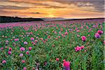 Opium Poppy Field (Papaver somniferum) at Sunrise, Summer, Germerode, Hoher Meissner, Werra Meissner District, Hesse, Germany