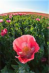 Close-up of Opium Poppy (Papaver somniferum) in field with morning sunlight, Summer, Germerode, Hoher Meissner, Werra Meissner District, Hesse, Germany