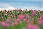 Opium Poppy Field (Papaver somniferum) Summer, Germerode, Hoher Meissner, Werra Meissner District, Hesse, Germany