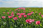 Opium Poppy Field (Papaver somniferum) Summer, Germerode, Hoher Meissner, Werra Meissner District, Hesse, Germany