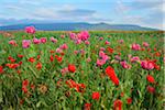 Opium Poppies (Papaver somniferum) and Corn Poppies (Papaver rhoeas) in Field, Summer, Germerode, Hoher Meissner, Werra Meissner District, Hesse, Germany