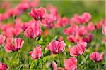 Close-up of Opium Poppies (Papaver somniferum) in field, Summer, Germerode, Hoher Meissner, Werra Meissner District, Hesse, Germany