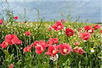 Close-up of Opium Poppies (Papaver somniferum) and Chamomile (Matricaria chamomilla) in field, Summer, Germerode, Hoher Meissner, Werra Meissner District, Hesse, Germany