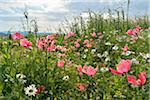 Close-up of Opium Poppies (Papaver somniferum) and Chamomile (Matricaria chamomilla) in field, Summer, Germerode, Hoher Meissner, Werra Meissner District, Hesse, Germany