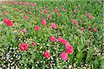 Opium Poppies (Papaver somniferum) and Chamomile (Matricaria chamomilla) in field, Summer, Germerode, Hoher Meissner, Werra Meissner District, Hesse, Germany