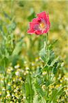 Close-up of Opium Poppy (Papaver somniferum) with Chamomile (Matricaria chamomilla) in field, Summer, Germerode, Hoher Meissner, Werra Meissner District, Hesse, Germany