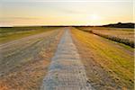 Dyke Path and fields at Sunset in Summer, Norderney, East Frisia Island, North Sea, Lower Saxony, Germany