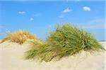 Dunes in Summer, Norderney, East Frisia Island, North Sea, Lower Saxony, Germany