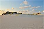 Dunes in Summer at sunset, Norderney, East Frisia Island, North Sea, Lower Saxony, Germany