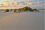 Dunes in Summer at sunset, Norderney, East Frisia Island, North Sea, Lower Saxony, Germany