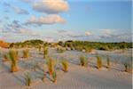 Dunes in Summer at sunset, Norderney, East Frisia Island, North Sea, Lower Saxony, Germany