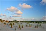 Dunes in Summer at sunset, Norderney, East Frisia Island, North Sea, Lower Saxony, Germany