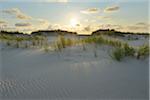 Dunes with Sun in Summer, Norderney, East Frisia Island, North Sea, Lower Saxony, Germany