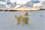 Dunes at Sunset in Summer, Norderney, East Frisia Island, North Sea, Lower Saxony, Germany