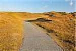 Dunes Cycleway in Summer, Norderney, East Frisia Island, North Sea, Lower Saxony, Germany