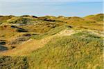 Dunes in the Summer, Norderney, East Frisia Island, North Sea, Lower Saxony, Germany