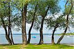 Lakeside with Trees, Herrsching, Ammersee, Fuenfseenland, Upper Bavaria, Bavaria, Germany