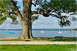 Lakeside with Tree, Herrsching, Ammersee, Fuenfseenland, Upper Bavaria, Bavaria, Germany