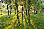 Birch Forest in the Dunes with Sun, Summer, Norderney, East Frisia Island, North Sea, Lower Saxony, Germany