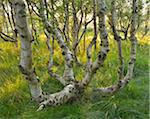 Birch Forest in the Dunes, Summer, Norderney, East Frisia Island, North Sea, Lower Saxony, Germany