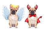 Devil and Angel fawn french bulldog dogs sitting side by side deciding between right and wrong , good or bad, isolated on white background