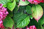 Spider web in morning dew in autumn