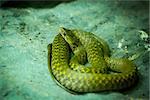 Indo chinese rat snake (Plyas korros) in Dusit Zoo Thailand