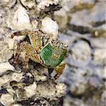 green crab sitting on stone, close up