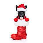 reindeer dog inside a Santa Claus Boot as a christmas surprise or present, isolated on white background