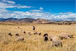 woman shepherd in the peruvian Andes at Cuzco Peru