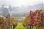 Vineyard in autumn fog view, Prigorje region of Croatia