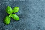 Closeup on basil on stone substrate