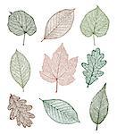 Set of Vector linden, oak, nut, plane tree, maple leaves , isolated on white background