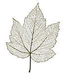 Vector maple leaf isolated