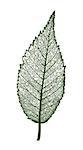 Vector leaf, isolated