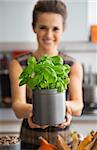 Closeup on young housewife showing fresh basil