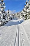 fresh track for cross-country skiing through the forest with lots of snow