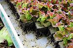 Lollo Rosso salad seedlings in a crate