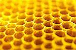 Honey on a honeycomb (close-up)