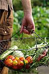 A man carrying freshly harvested vegetables in a wire basket from a garden