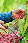 A man harvesting borlotti beans in a garden with a wire basket
