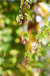 Hops on the plant (close-up)