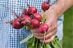 A man holding a bunch of freshly harvested radishes