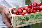 A man holding a crate of cherries