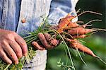A man in a garden holding freshly harvested carrots