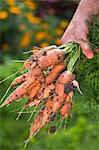 A man in a garden holding a bunch of freshly harvested carrots