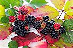 Blackberries with autumnal leaves
