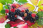 Blackberries with autumnal leaves