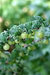 A sprig of ripe gooseberries