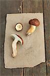 Bay boletes on a piece of paper